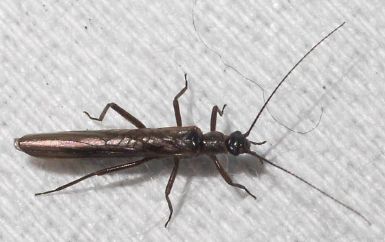 Fly 2